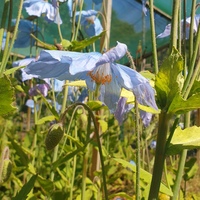 Meconopsis 'Inverewe'